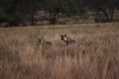 DSC_3718 (Large).JPG